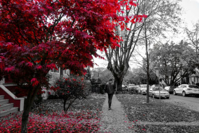 Man walking away down tree-lined street in autumn with red maple tree featured in foreground with foliage on ground