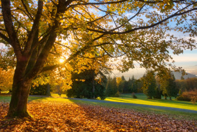 Maple tree with orange leaves shedding bed of autumn leaves with sunset peeking through its branches on Burnaby Mountain