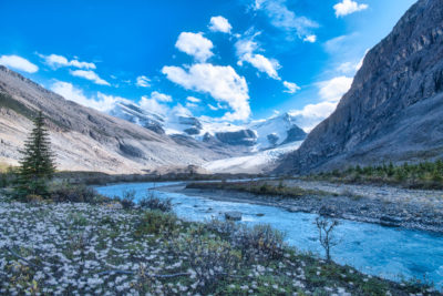 Field of white dandelions next to alpine river surrounded by rocky mountains and blue skies in Mount Robson Provincial Park