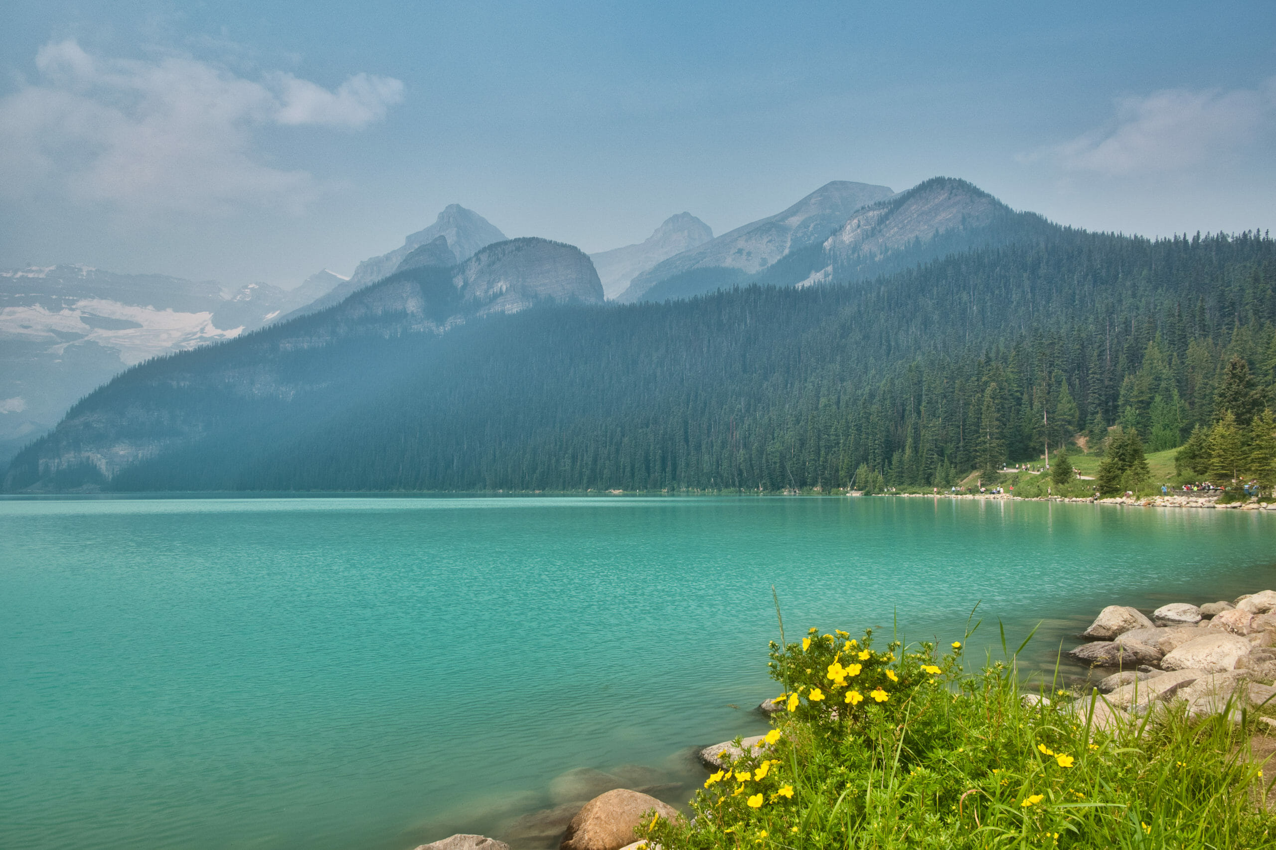 Lake Louise in summer with yellow flowers in foreground and mountains in background and smoky skies from wildfires